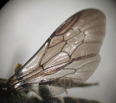 Stelis punctulatissima