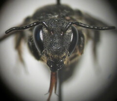 Stelis punctulatissima