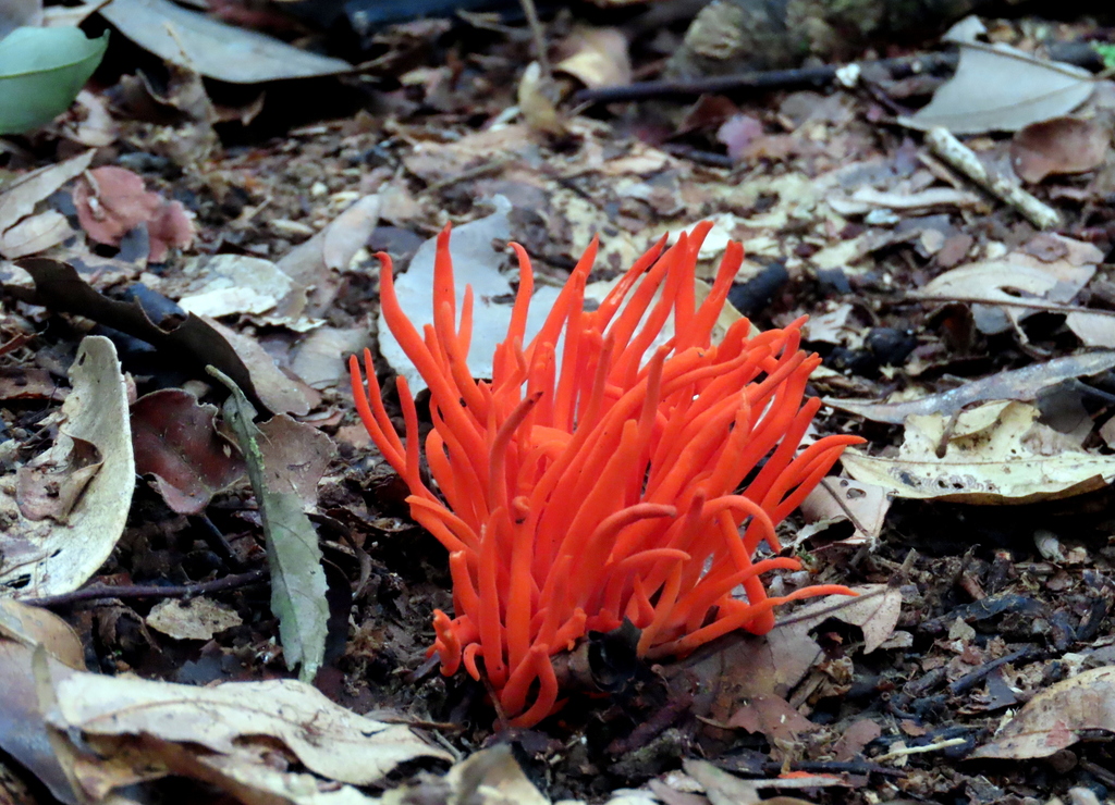 antler and spindle fungi
