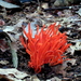 Antler and Spindle Fungi - Photo (c) lunarjade, some rights reserved (CC BY-NC), uploaded by lunarjade