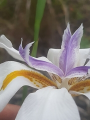 Dietes grandiflora