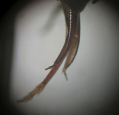 Stelis punctulatissima