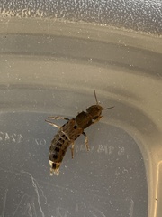 Platydracus maculosus