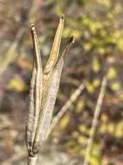 Calochortus macrocarpus