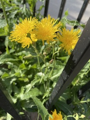 Sonchus arvensis
