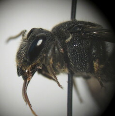 Stelis punctulatissima