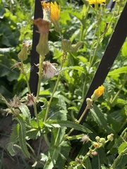 Sonchus arvensis