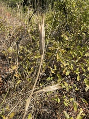 Calochortus macrocarpus