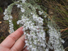 Eriocephalus racemosus