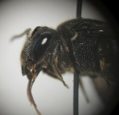 Stelis punctulatissima