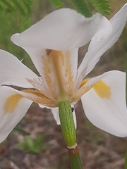 Dietes grandiflora