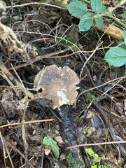 Polyporus tuberaster