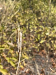 Calochortus macrocarpus