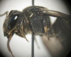 Stelis punctulatissima