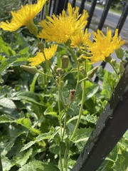 Sonchus arvensis