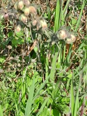 Hermannia hyssopifolia