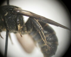 Stelis punctulatissima