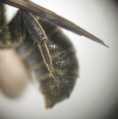 Stelis punctulatissima