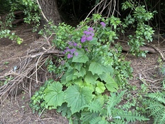 Pericallis papyracea image