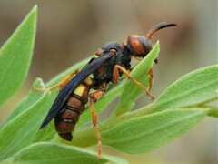 Cerceris bicornuta