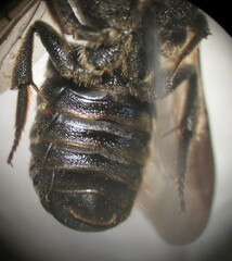 Stelis punctulatissima