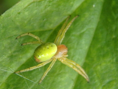 Araniella cucurbitina