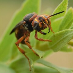 Cerceris bicornuta