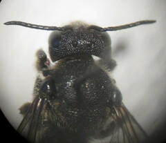 Stelis punctulatissima