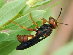 Cerceris bicornuta