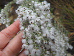 Eriocephalus racemosus