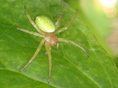 Araniella cucurbitina