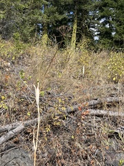 Calochortus macrocarpus