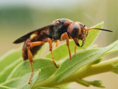 Cerceris bicornuta
