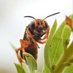 Cerceris bicornuta
