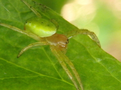 Araniella cucurbitina