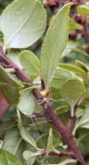 Araneus albotriangulus