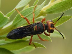 Cerceris bicornuta