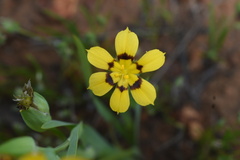 Sisyrinchium graminifolium