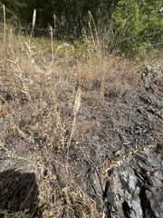 Calochortus macrocarpus