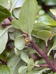 Araneus albotriangulus
