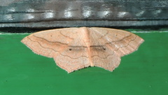 Scopula imitaria