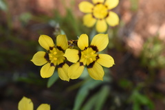 Sisyrinchium graminifolium