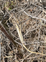 Calochortus macrocarpus