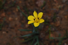 Sisyrinchium graminifolium
