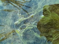 Chara vulgaris