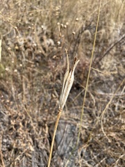 Calochortus macrocarpus