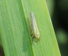 Cicadula