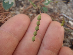 Desmodium retinens