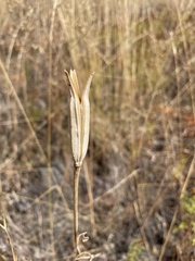 Calochortus macrocarpus