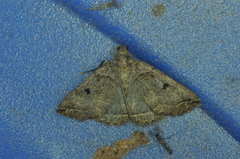 Zanclognatha laevigata